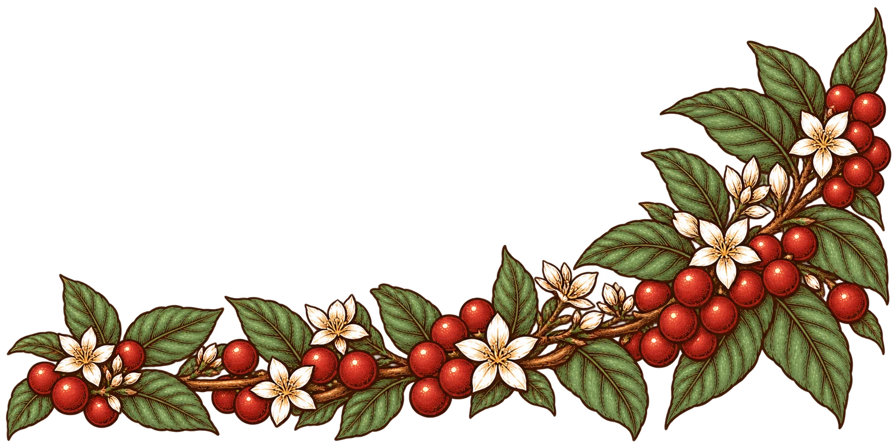 Daily Brew’s botanical illustration of coffee branches, ivory flowers and ripe red cherries.
